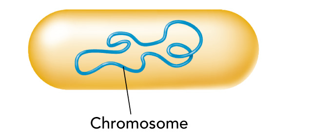 Image of prokaryote cell shows a single chromosome.