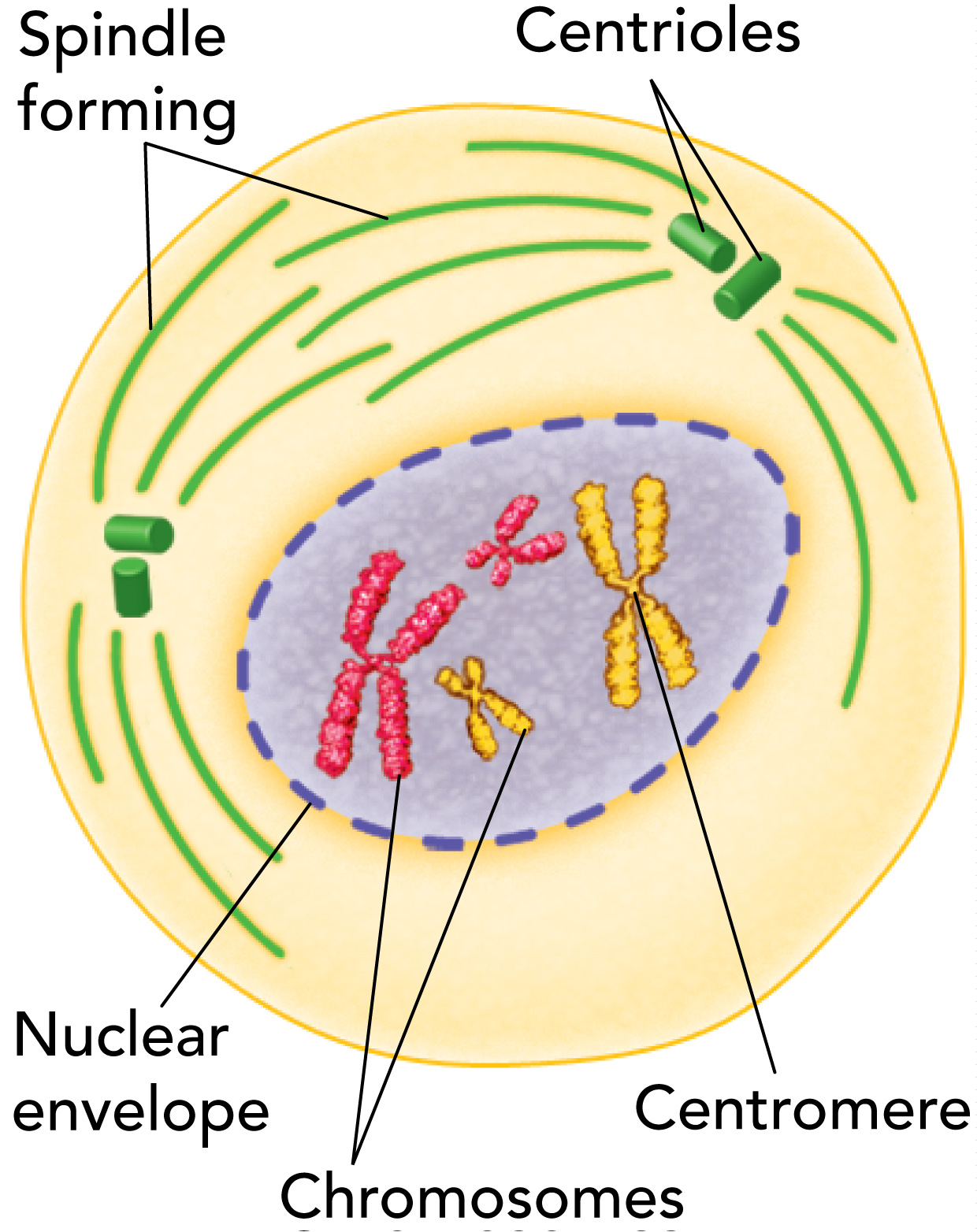 In Prophase, the duplicated chromosomes in the nuclear envelope become visible; the spindles form outside the envelope linking to the centrioles.