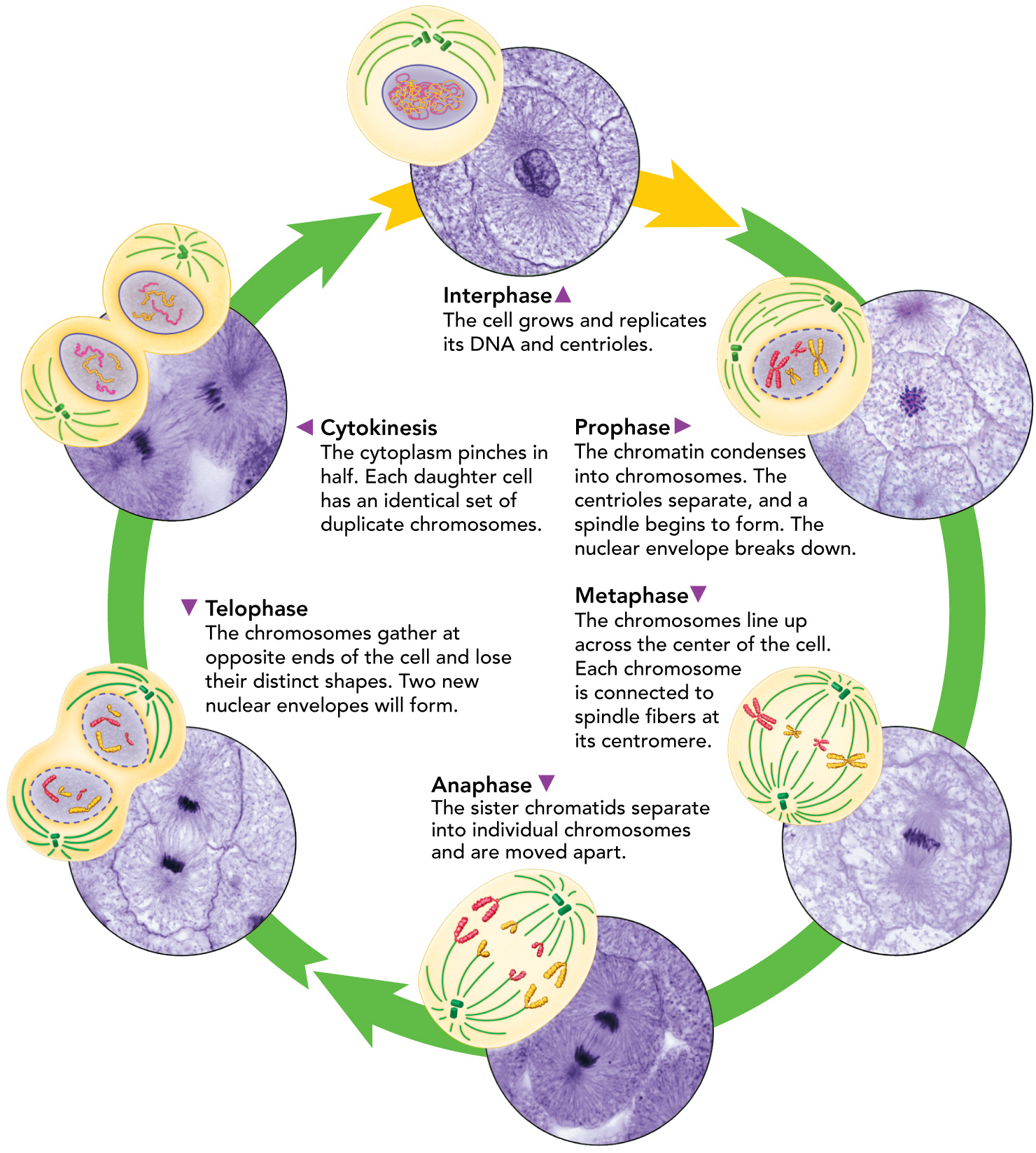 A diagram showing the phases of the mitosis cycle: interphase, prophase, metaphase, anaphase, telophase, cytokinesis, and back to interphase.