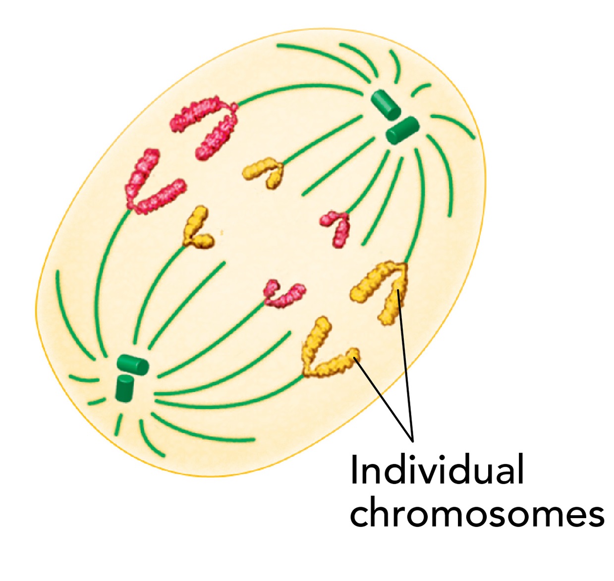 Chromosomes separate and move along spindle fibers to opposite ends of the cell.