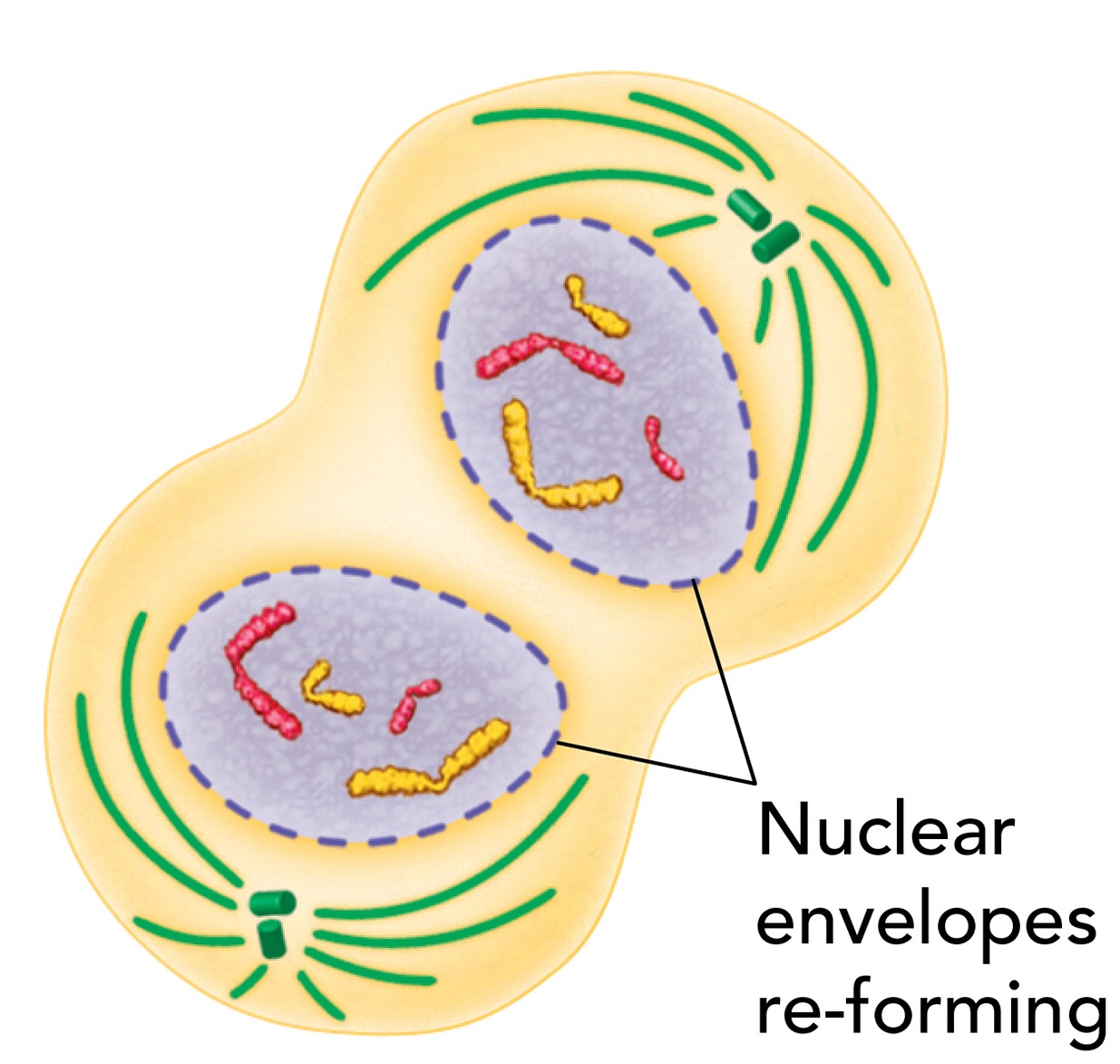 A nuclear envelope re-forms around each cluster of chromosomes in the divided cell.