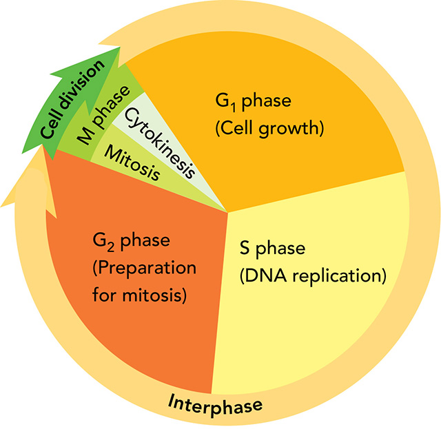 The four phases shown in the cell cycle are G1 (Cell growth), S (DNA replication), G2 (Preparation for mitosis), and M (Mitosis and Cytokinesis).