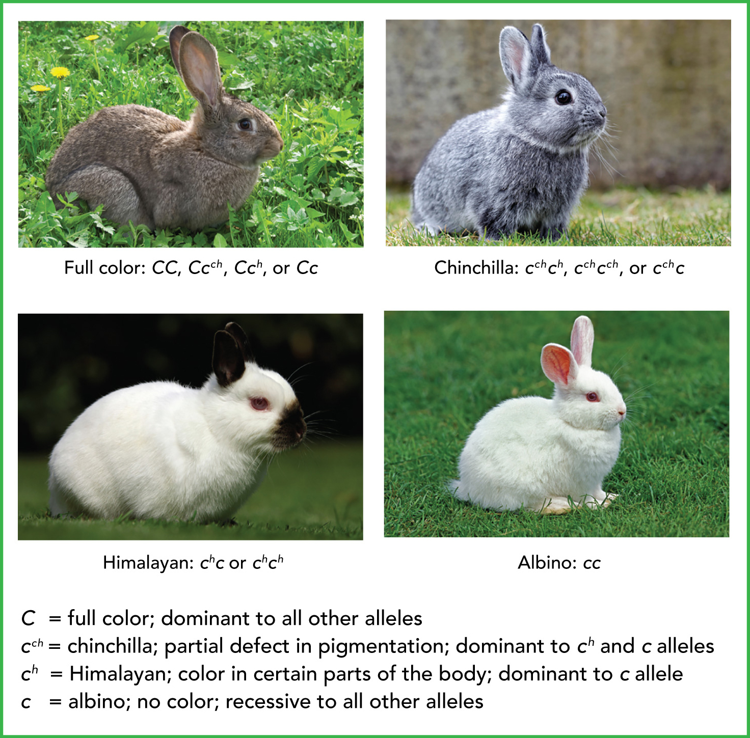 Photos of rabbits of four different colors, each with a different combination of alleles.